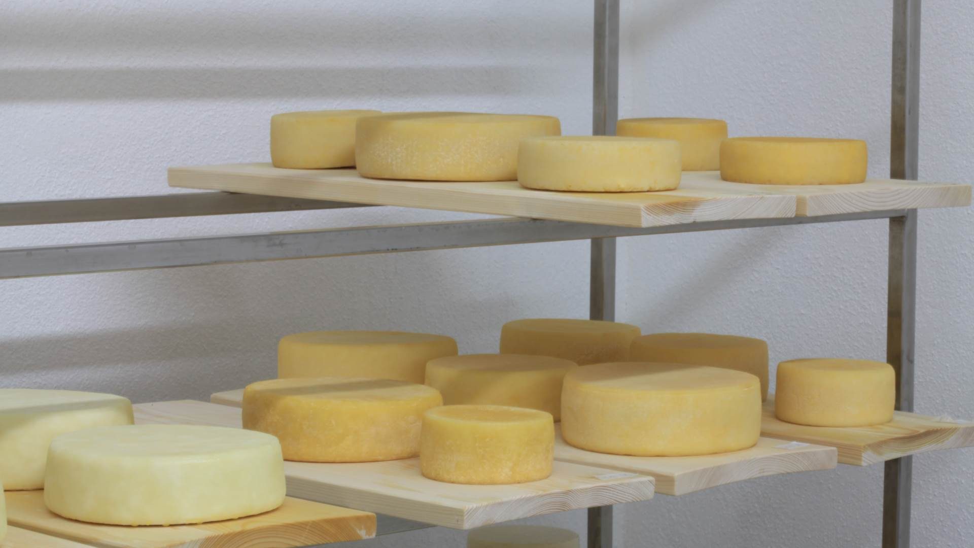 Ziegenkäse in der Reifekammer